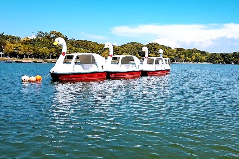 Swan-shaped pedal boats on a lake