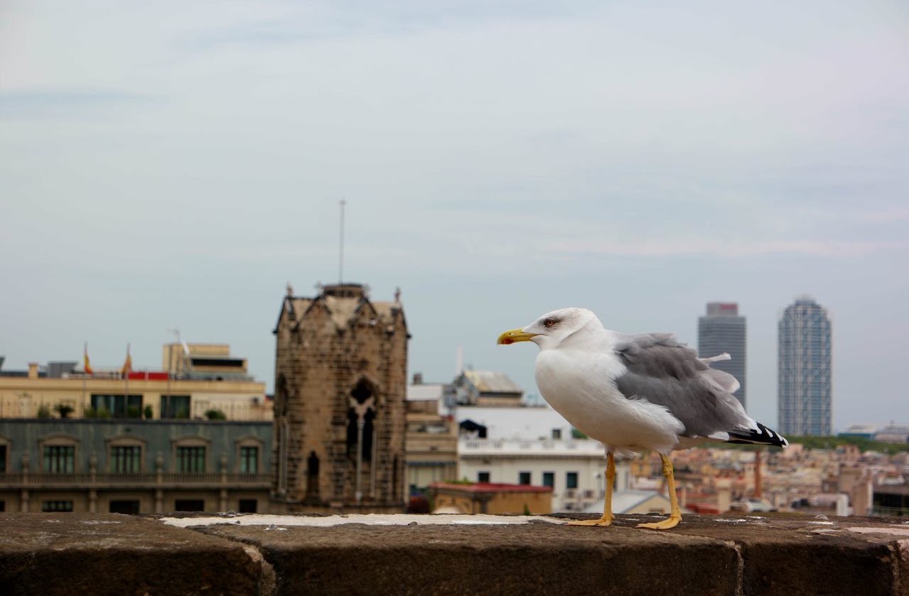 Seagull perched above a waterfront cityscape
